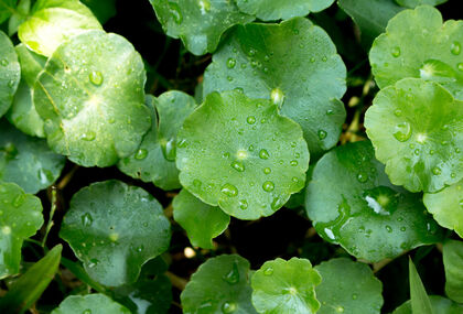 Centella asiatica