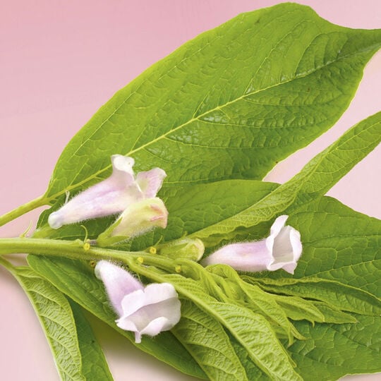 Masque protecteur cheveux color&eacute;s ou m&eacute;ch&eacute;s