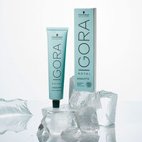 Coloration permanente Igora Royal 10-21 blond tr&egrave;s tr&egrave;s clair iris&eacute; cendr&eacute;