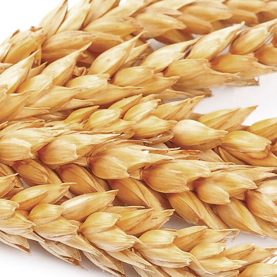 Cr&egrave;me nutritive sans rin&ccedil;age pour cheveux secs